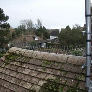 Enviroguard Seagull Spikes Per Metre